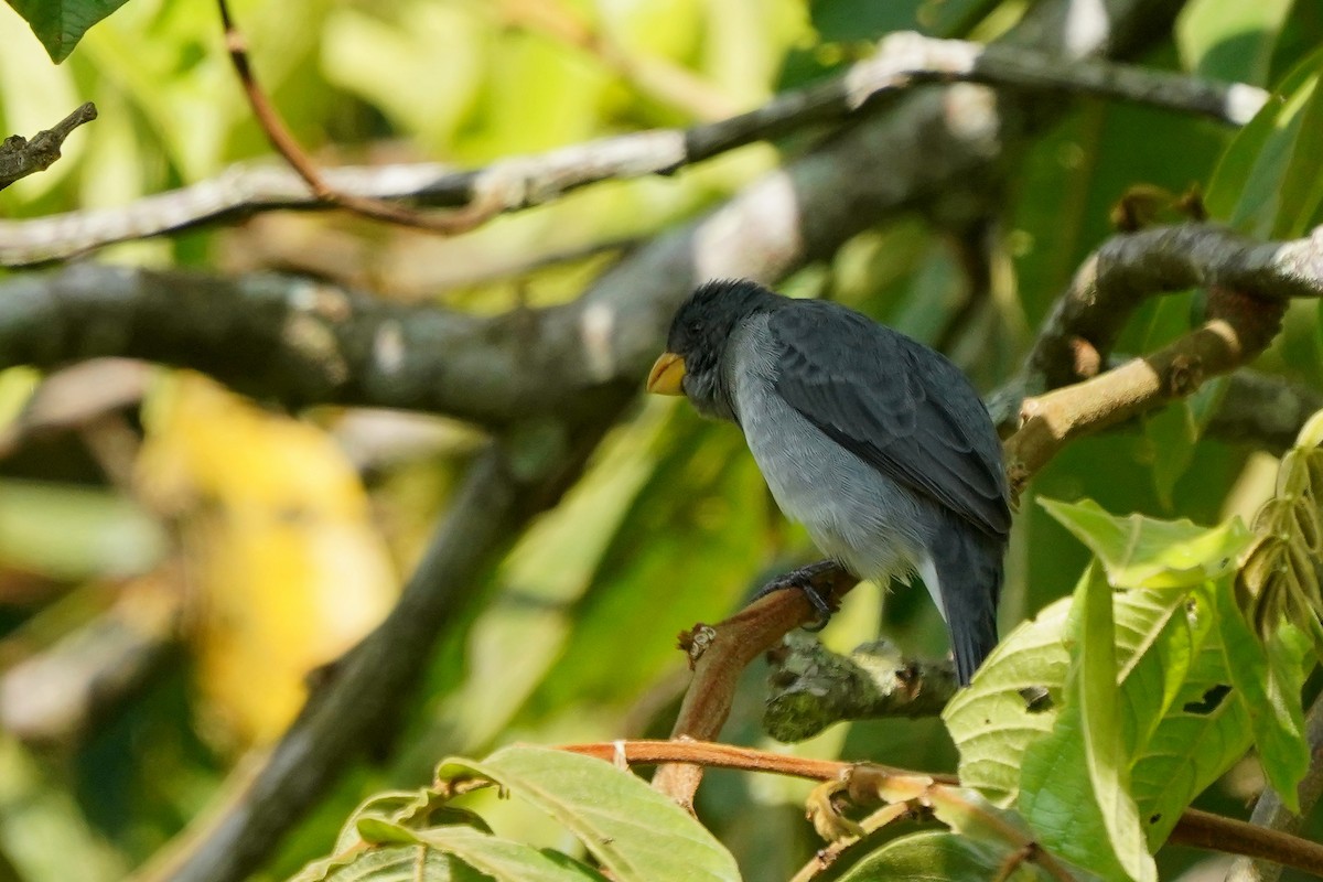 Gray Seedeater - ML527923081
