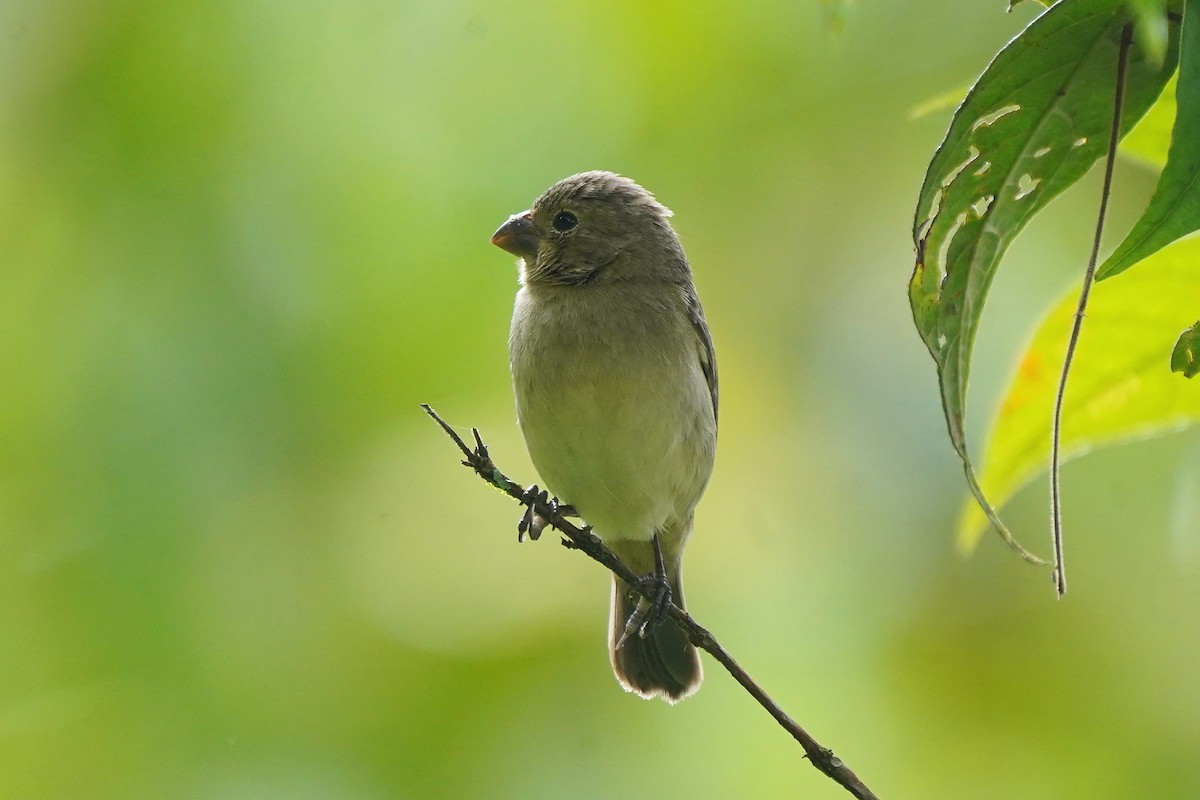 Yellow-bellied Seedeater - ML527923211