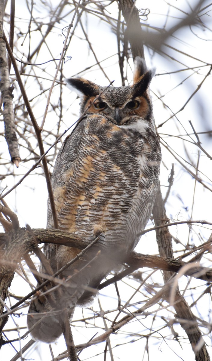 Great Horned Owl - Kyle Dunbar