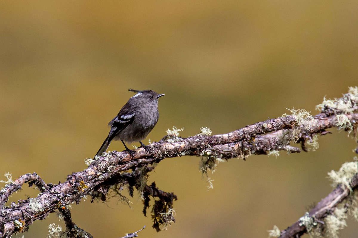 Ash-breasted Tit-Tyrant - Danny Vargas - Manakin Expeditions