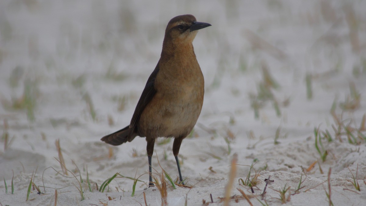 Boat-tailed Grackle - ML527928661