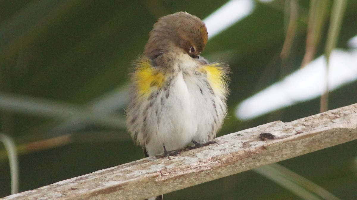 Yellow-rumped Warbler - Steve Lindley