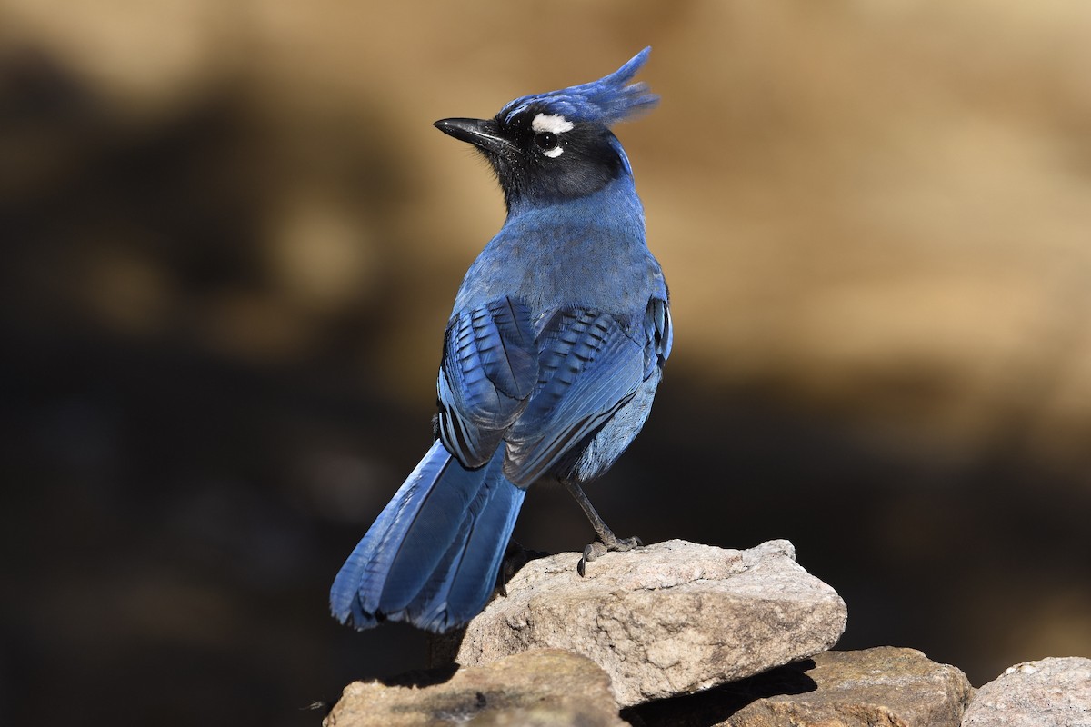 Steller's Jay (Middle American) - ML527929081