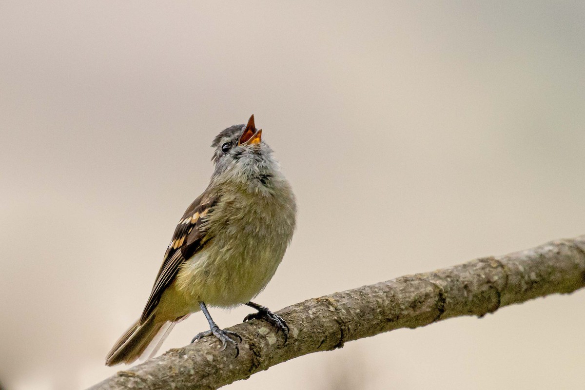 Tawny-rumped Tyrannulet - Danny Vargas - Manakin Expeditions