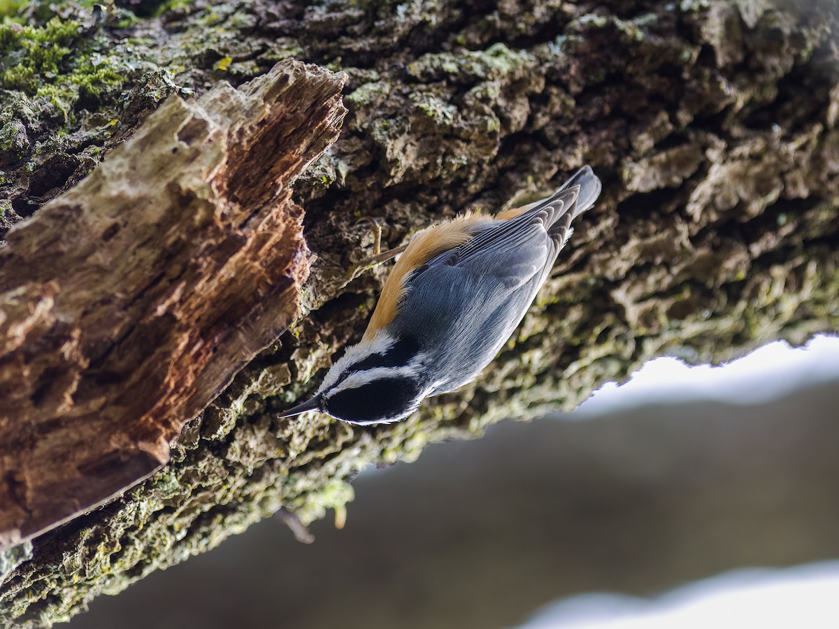 Red-breasted Nuthatch - ML527930051
