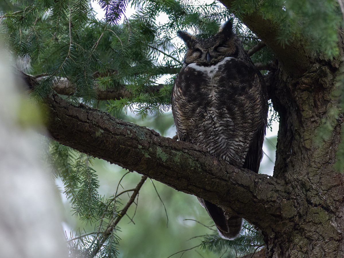 Great Horned Owl - ML527930441