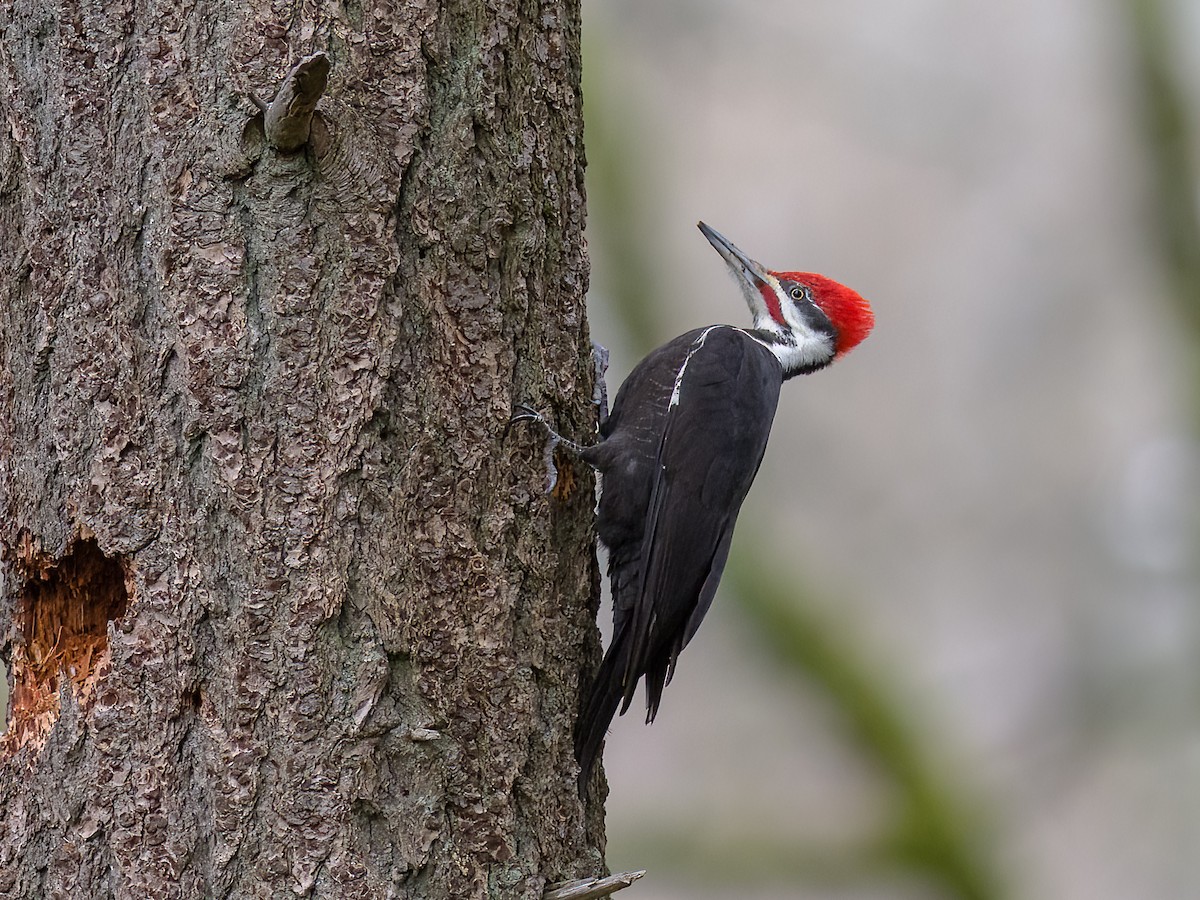 Pileated Woodpecker - Chris Diehl