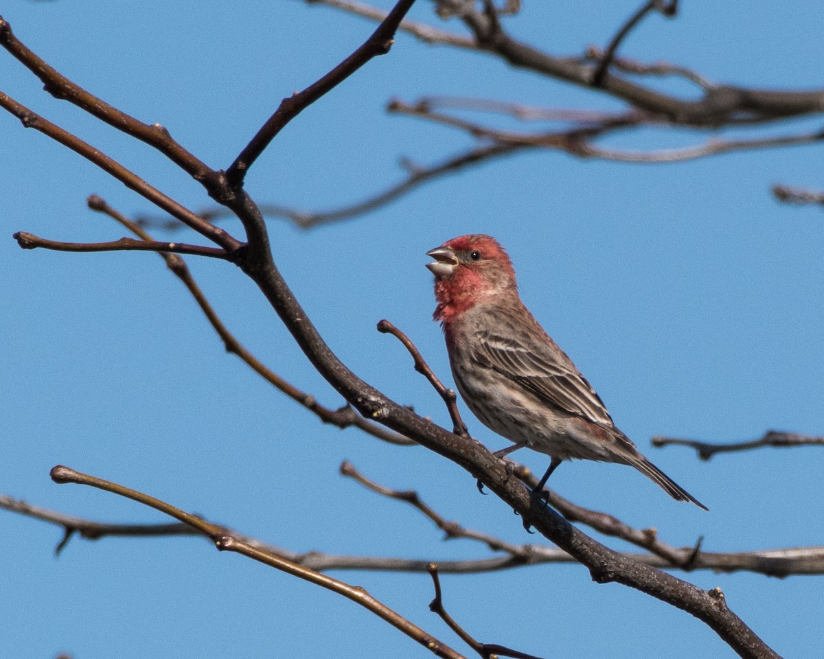 House Finch - Sheila and Ed Bremer