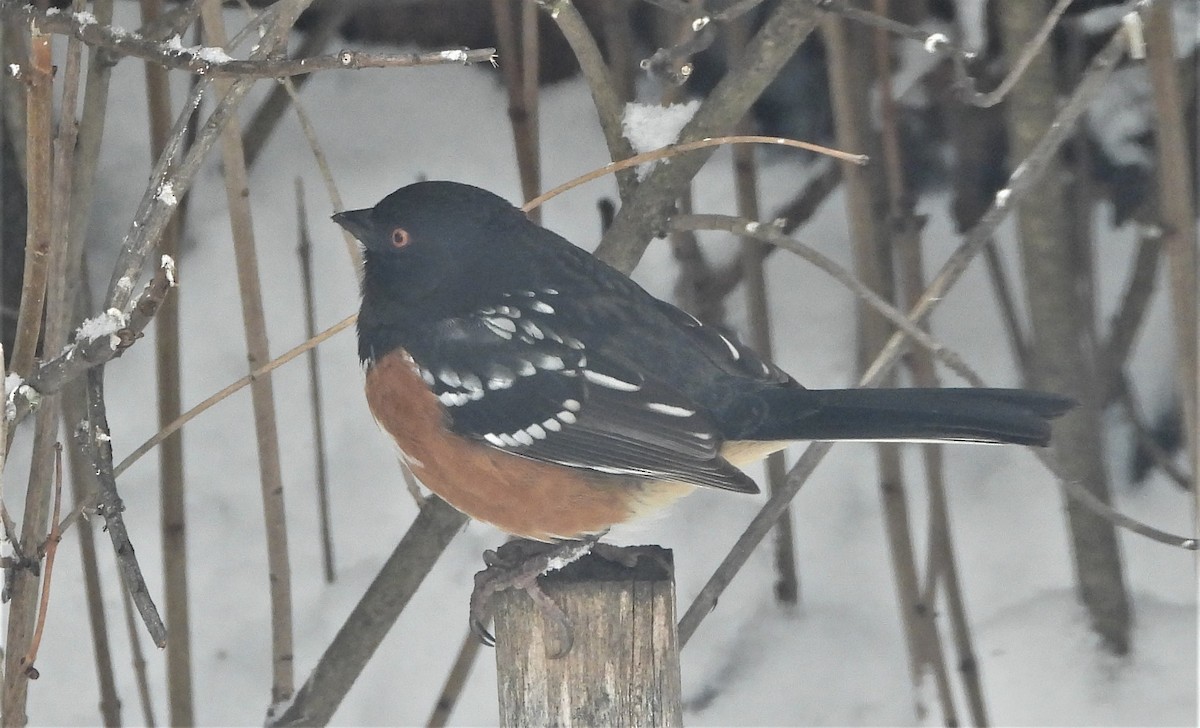Spotted Towhee - ML527932461