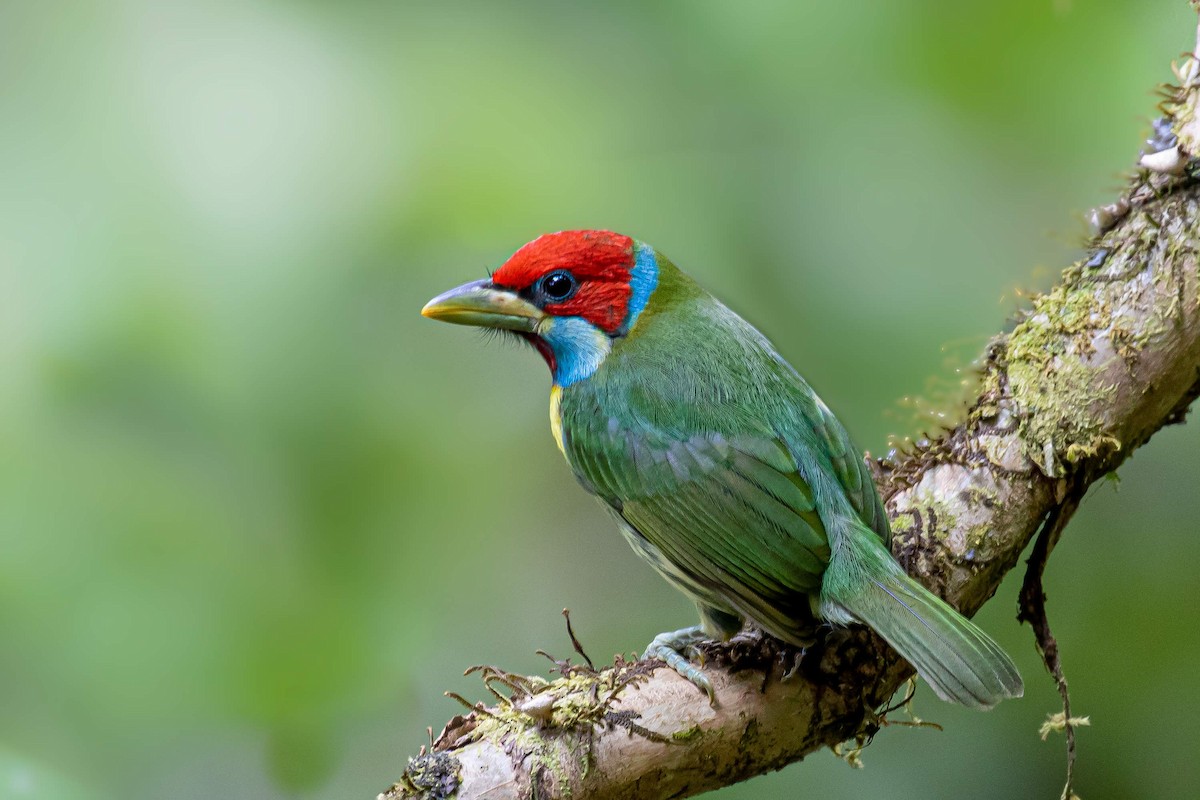 Versicolored Barbet (Blue-moustached) - ML527938511
