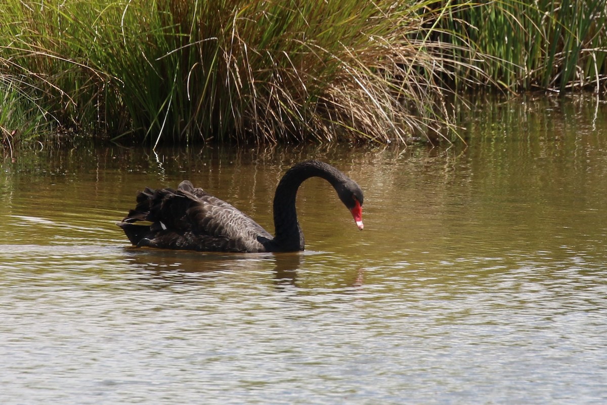 Black Swan - ML527940091