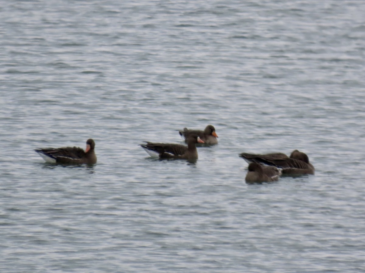 Greater White-fronted Goose - ML527941541