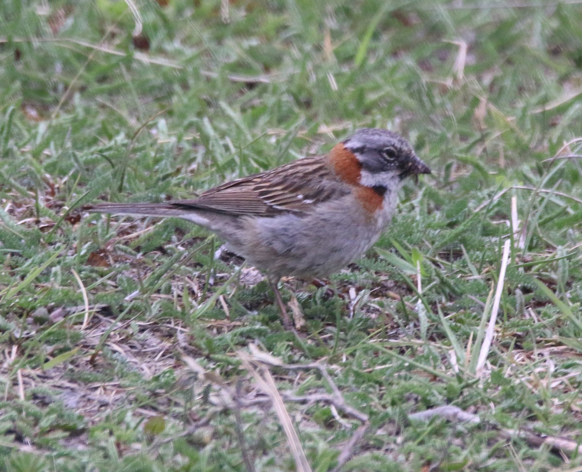 Rufous-collared Sparrow - ML527943441