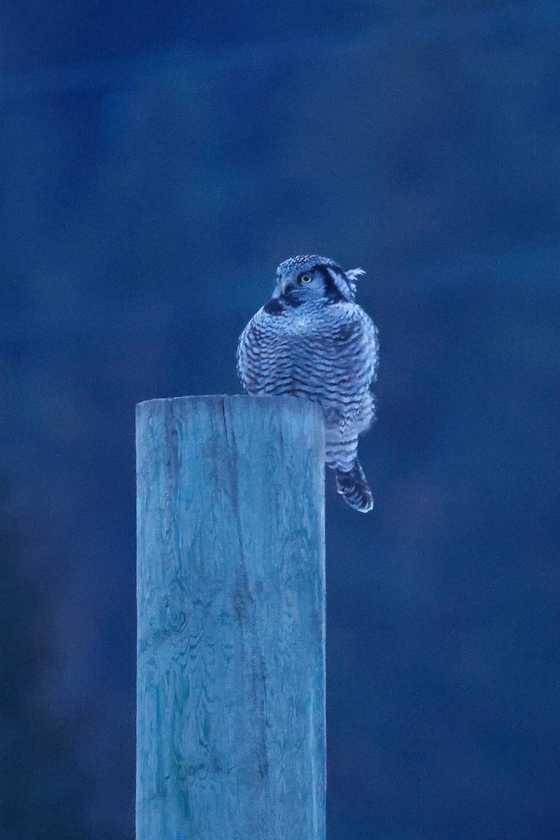 Northern Hawk Owl - Jakob Dulisse