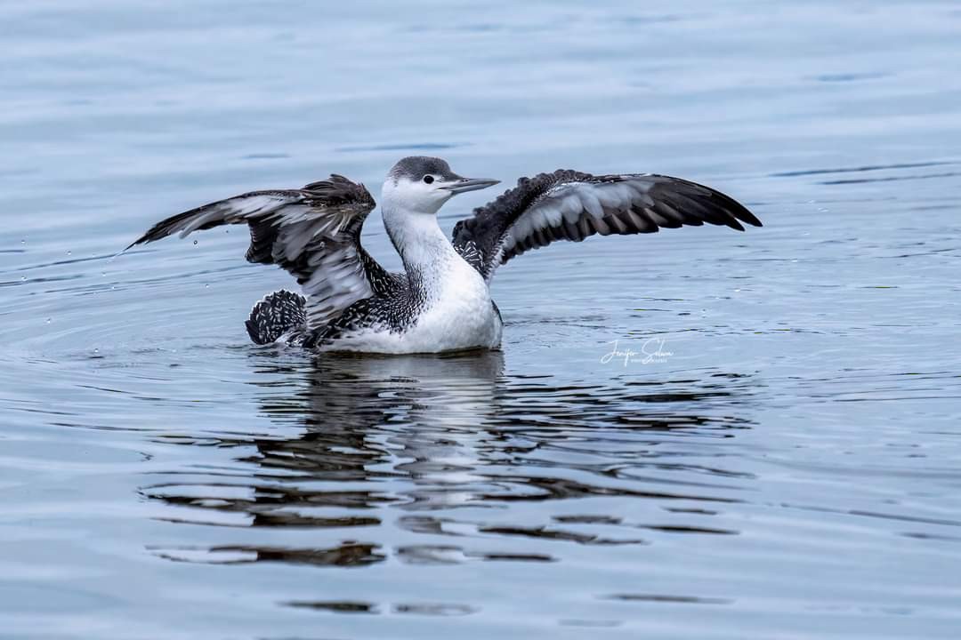 Red-throated Loon - ML527947361