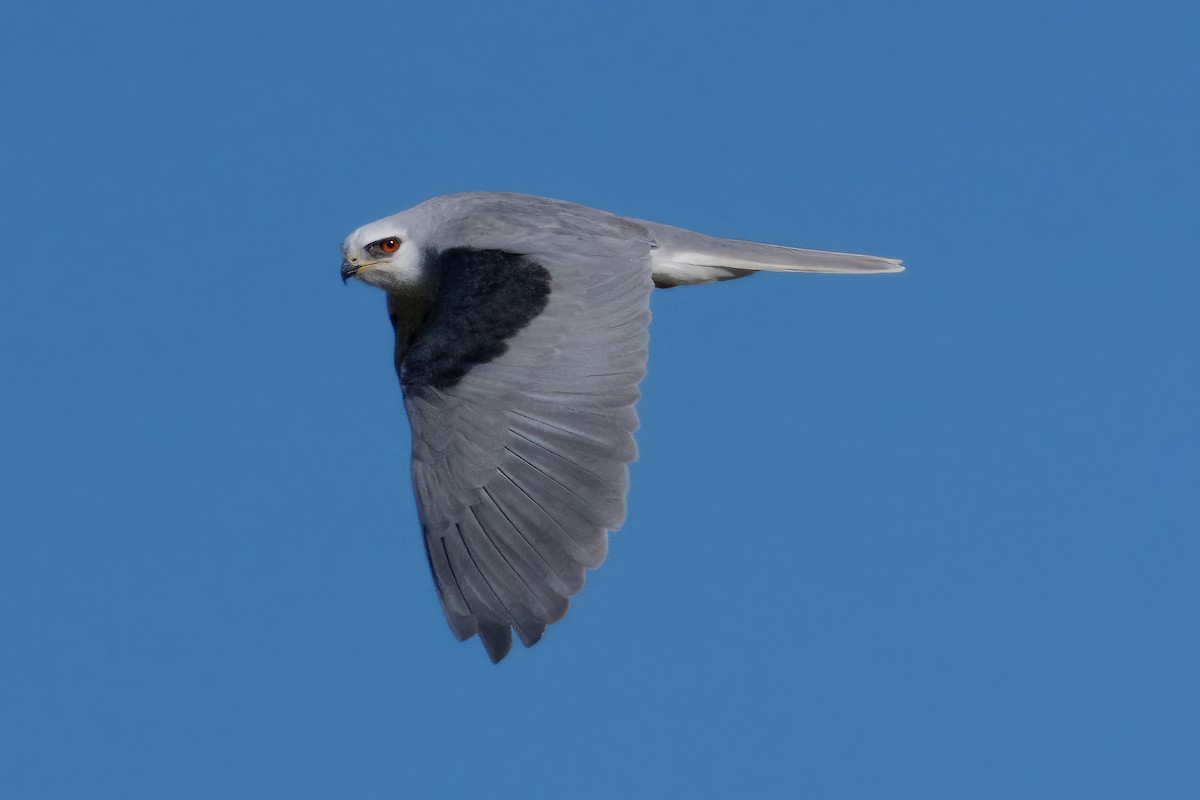 White-tailed Kite - ML527947631