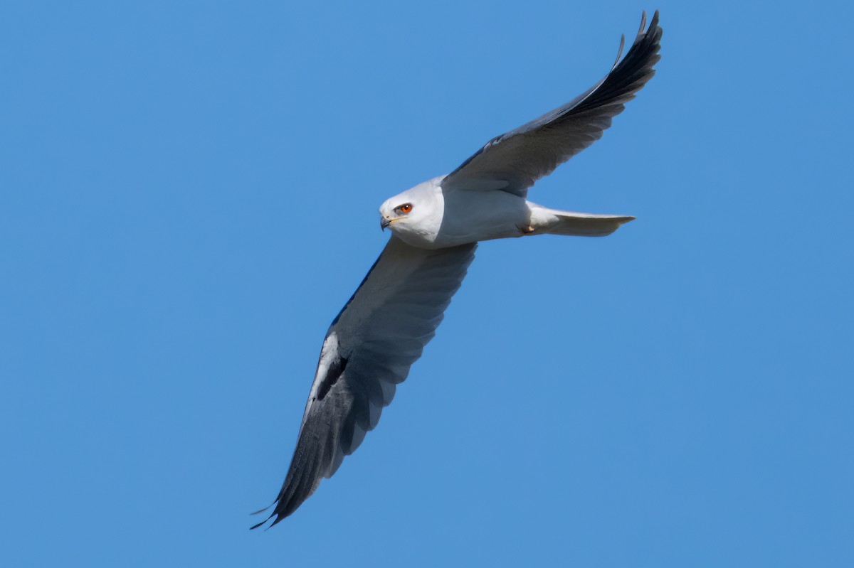 White-tailed Kite - ML527947691