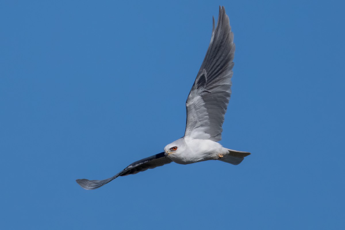 White-tailed Kite - ML527947721
