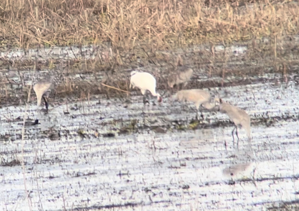 eBird Checklist 24 Jan 2023 Paynes Prairie Preserve SPCones Dike