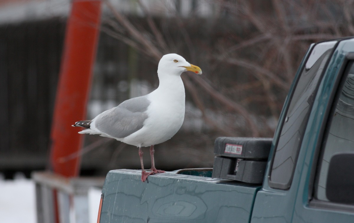 Herring Gull (American) - ML52794981