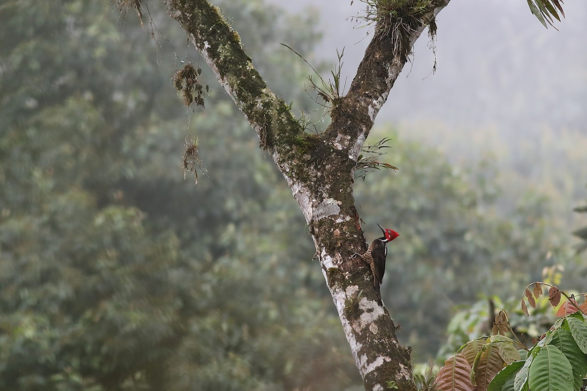 Guayaquil Woodpecker - Graham Montgomery