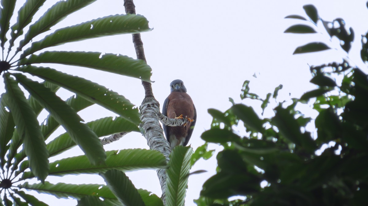 Double-toothed Kite - ML52795811