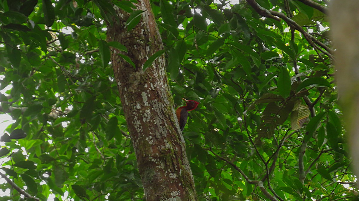Red-necked Woodpecker - ML52795921