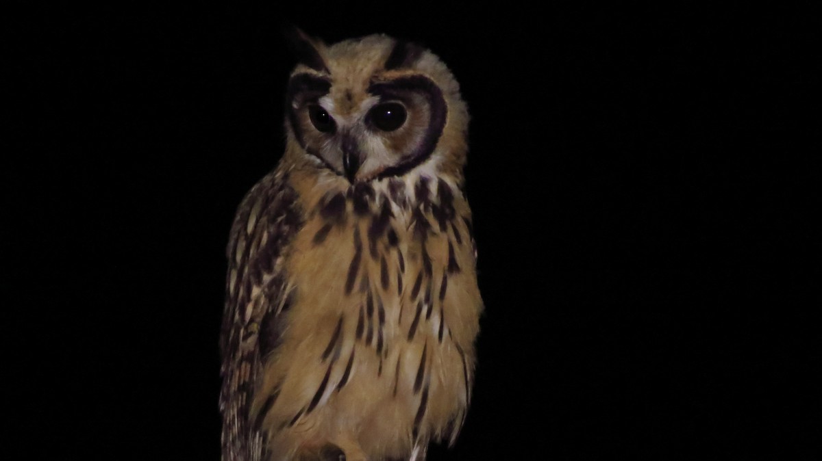 Striped Owl - Jorge Muñoz García   CAQUETA BIRDING