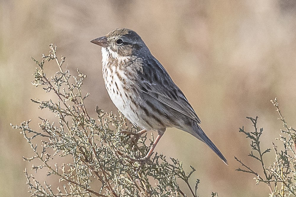 Savannah Sparrow (Large-billed) - James McNamara