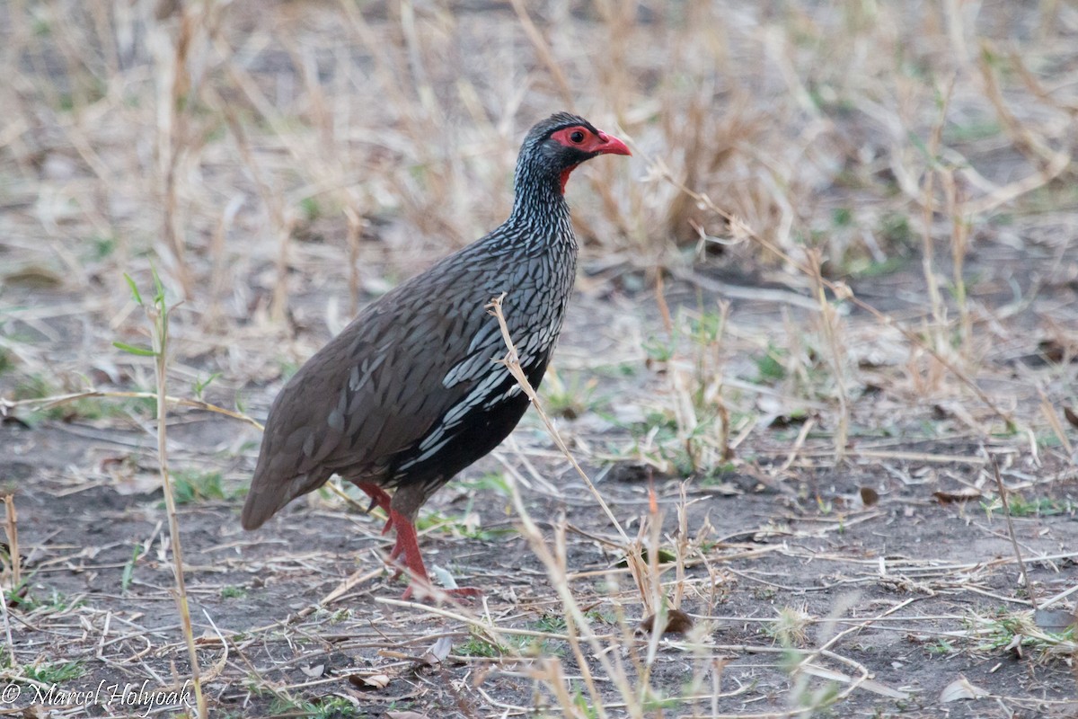 Red-necked Spurfowl - ML527969211