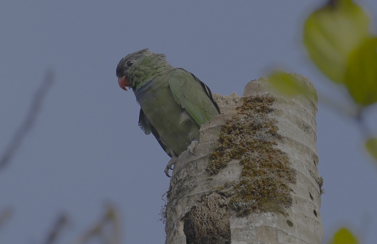 Red-billed Parrot - ML527969421