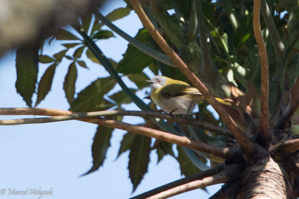 Yellow-breasted Apalis - ML527971131