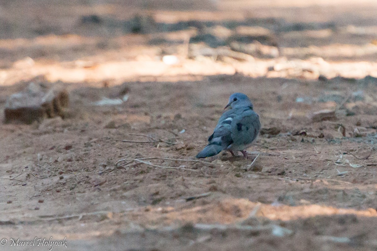 Blue-spotted Wood-Dove - ML527971361