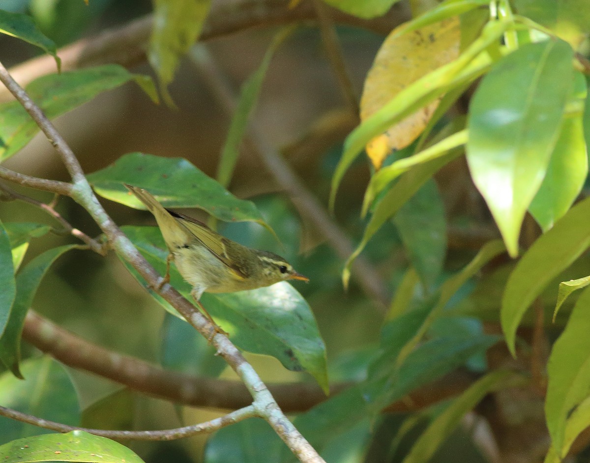 Pale-legged Leaf Warbler - ML527979491