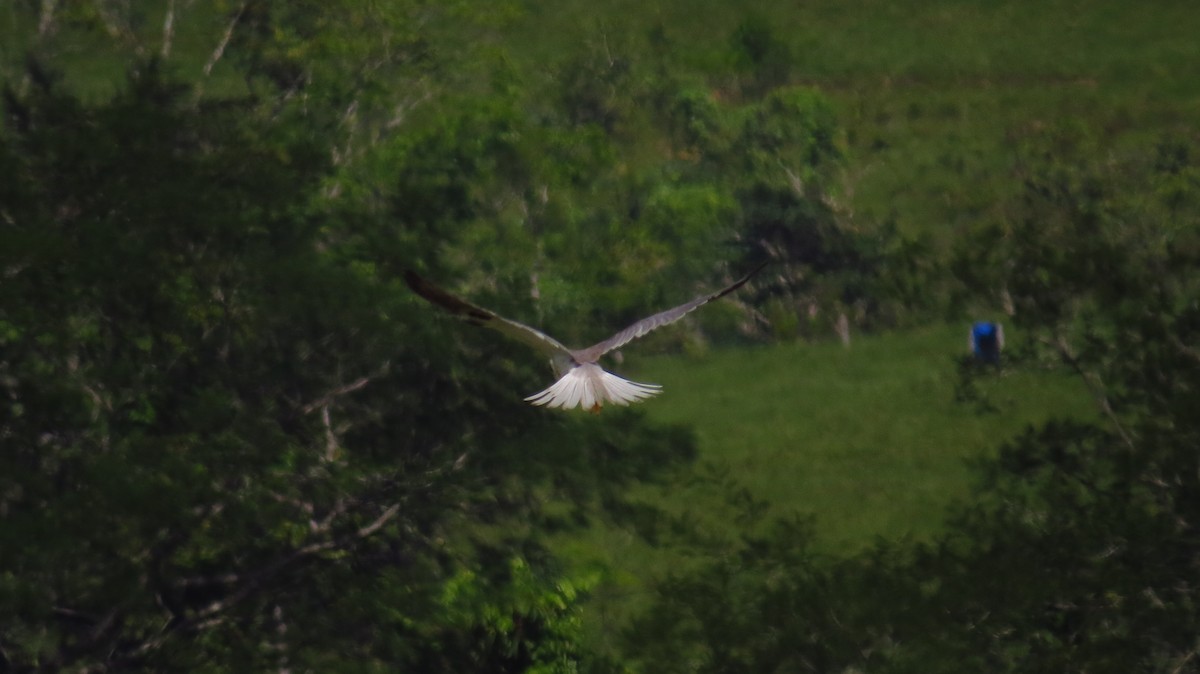 White-tailed Kite - Jorge Muñoz García   CAQUETA BIRDING