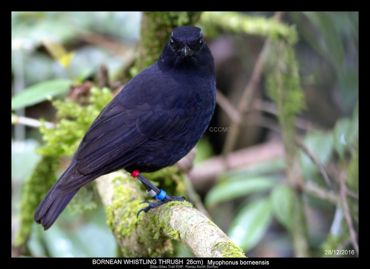 Борнейская синяя птица - ML527981591