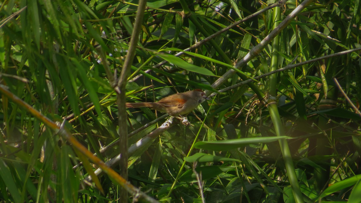 Pale-breasted Spinetail - ML52798291