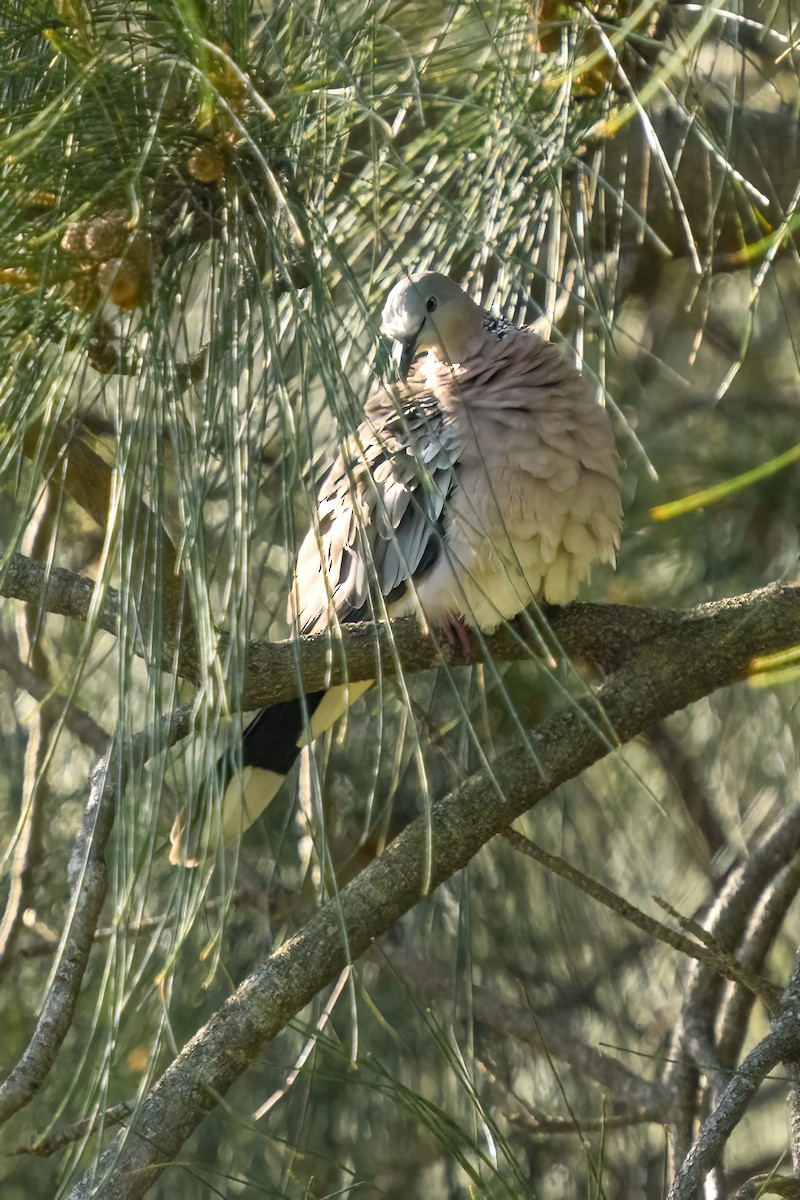 Spotted Dove - ML527983421