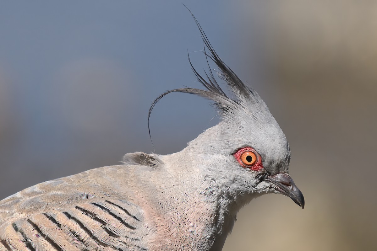 Crested Pigeon - ML527983751