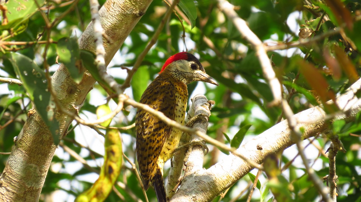 Spot-breasted Woodpecker - ML52798501