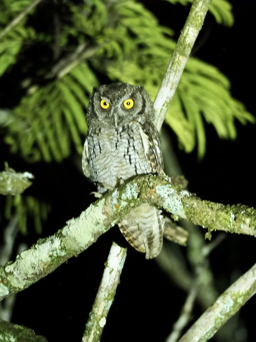 Tropical Screech-Owl - ML527985171