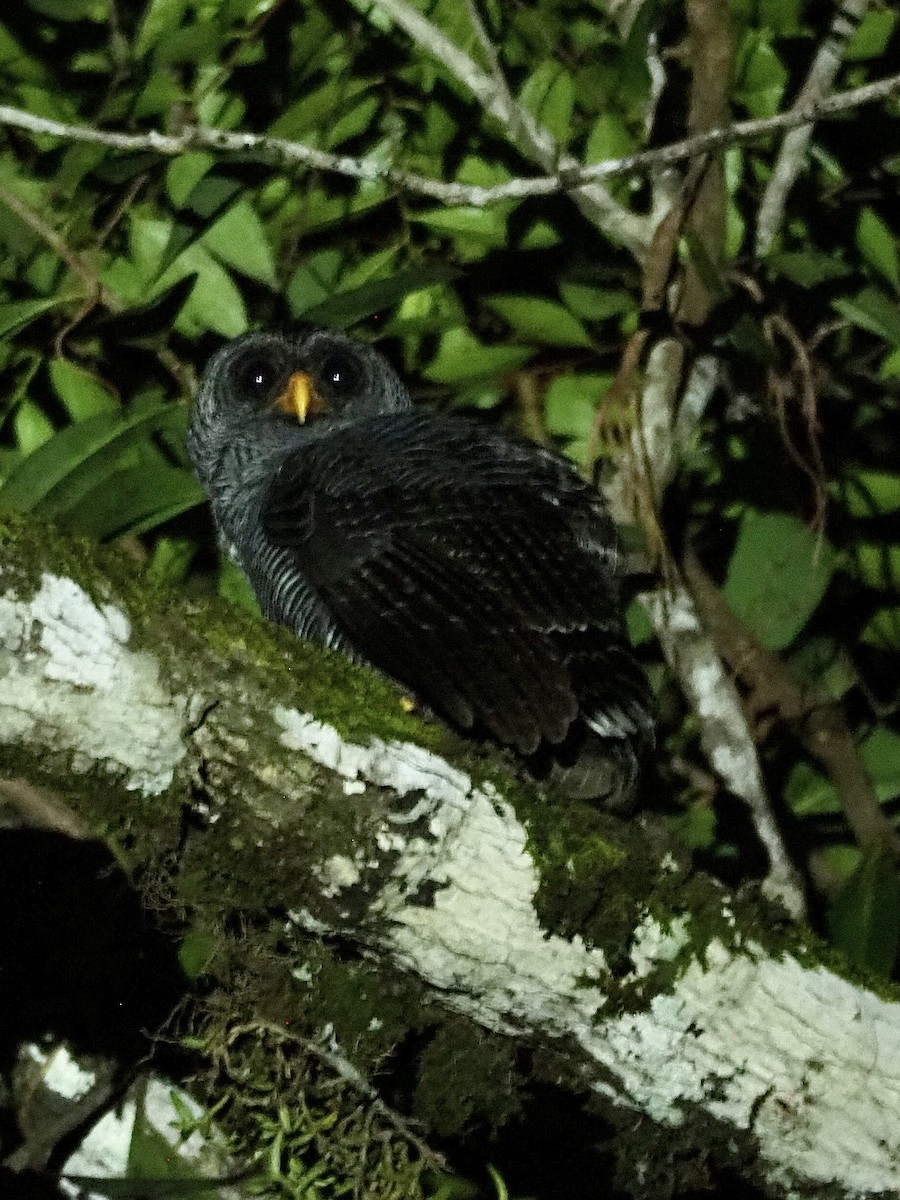 Black-banded Owl - ML527985191