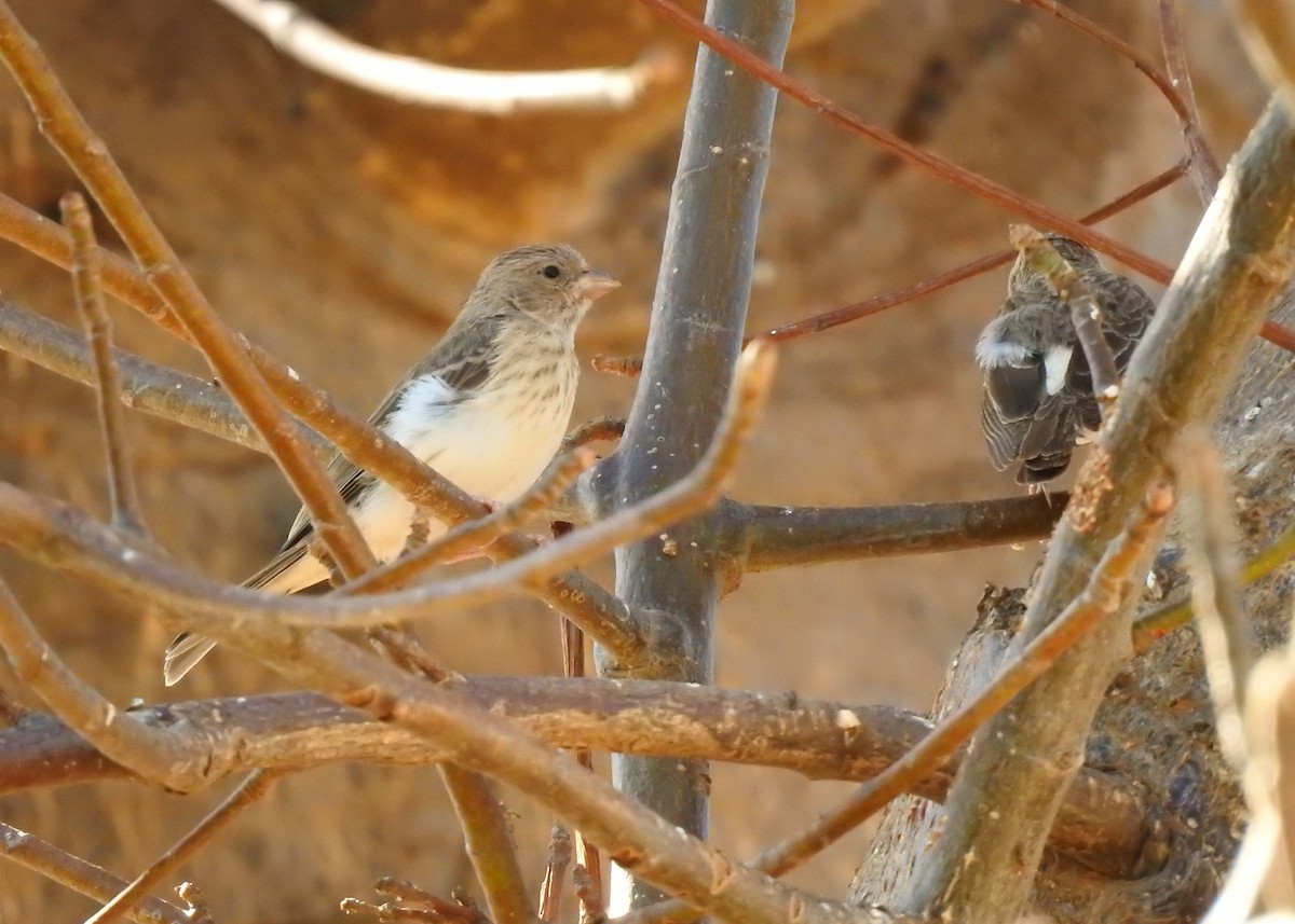 White-rumped Seedeater - ML527986671