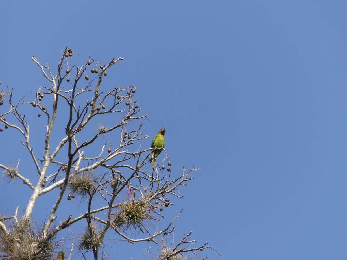 Green Parakeet (Red-throated) - ML527987471