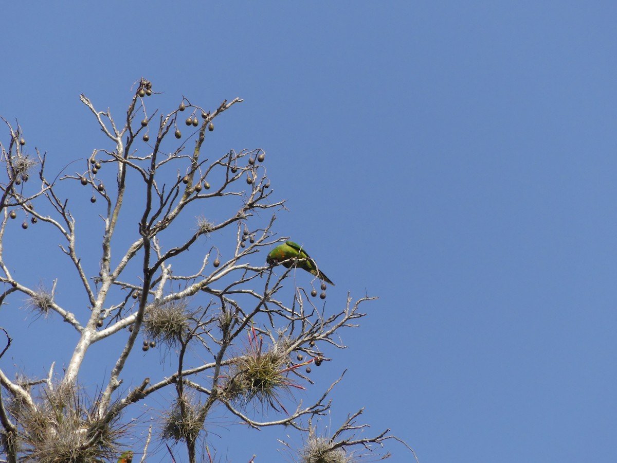 Green Parakeet (Red-throated) - ML527987491