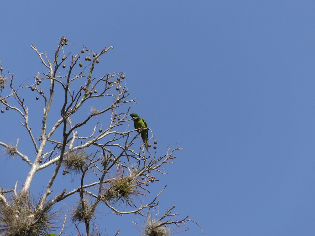Green Parakeet (Red-throated) - ML527987501