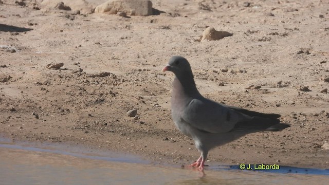 Pigeon colombin - ML527987761