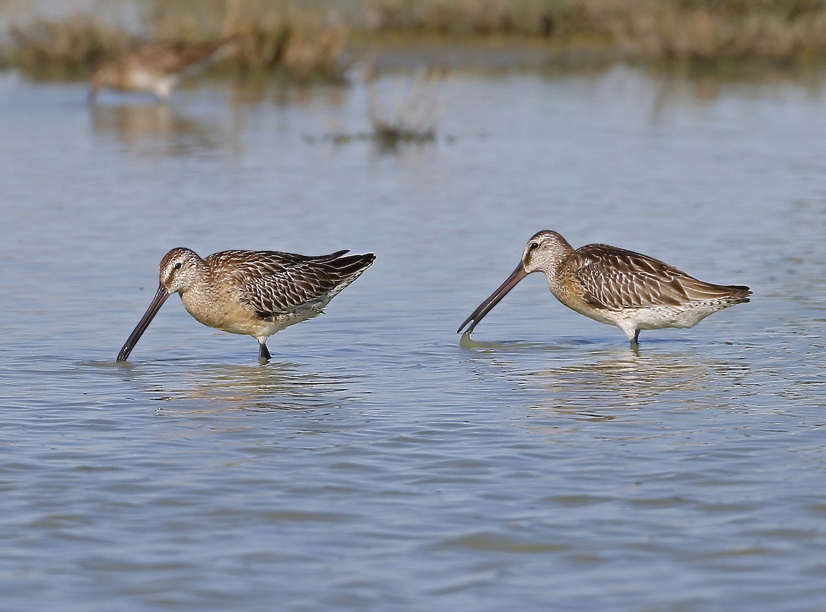 Asian Dowitcher - ML527988211