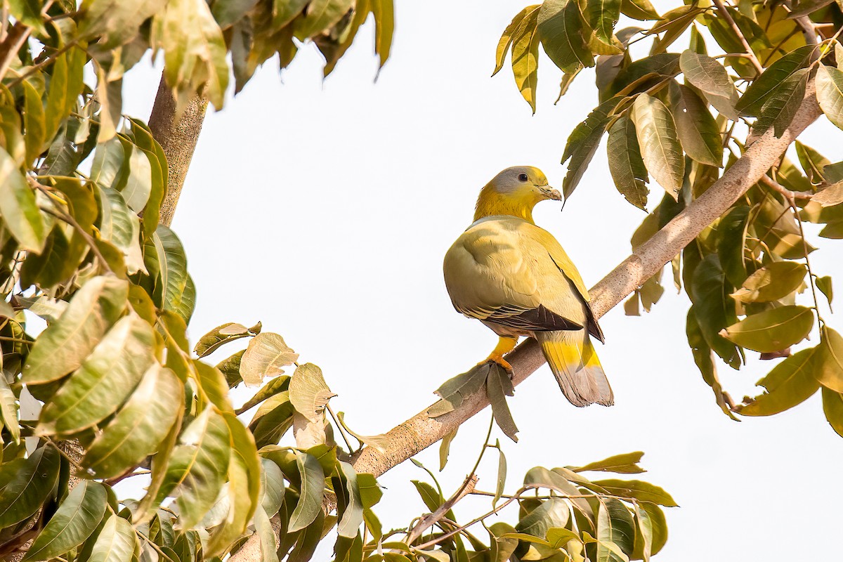 Yellow-footed Green-Pigeon - Sujan Abu Jafar