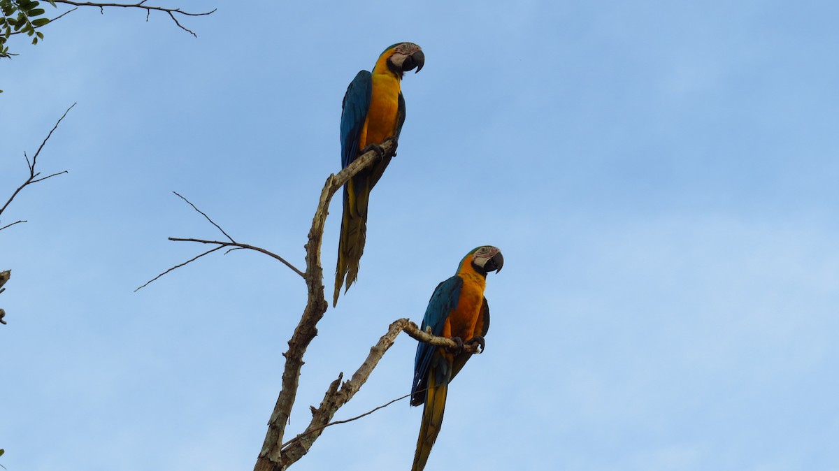 Blue-and-yellow Macaw - Jorge Muñoz García   CAQUETA BIRDING